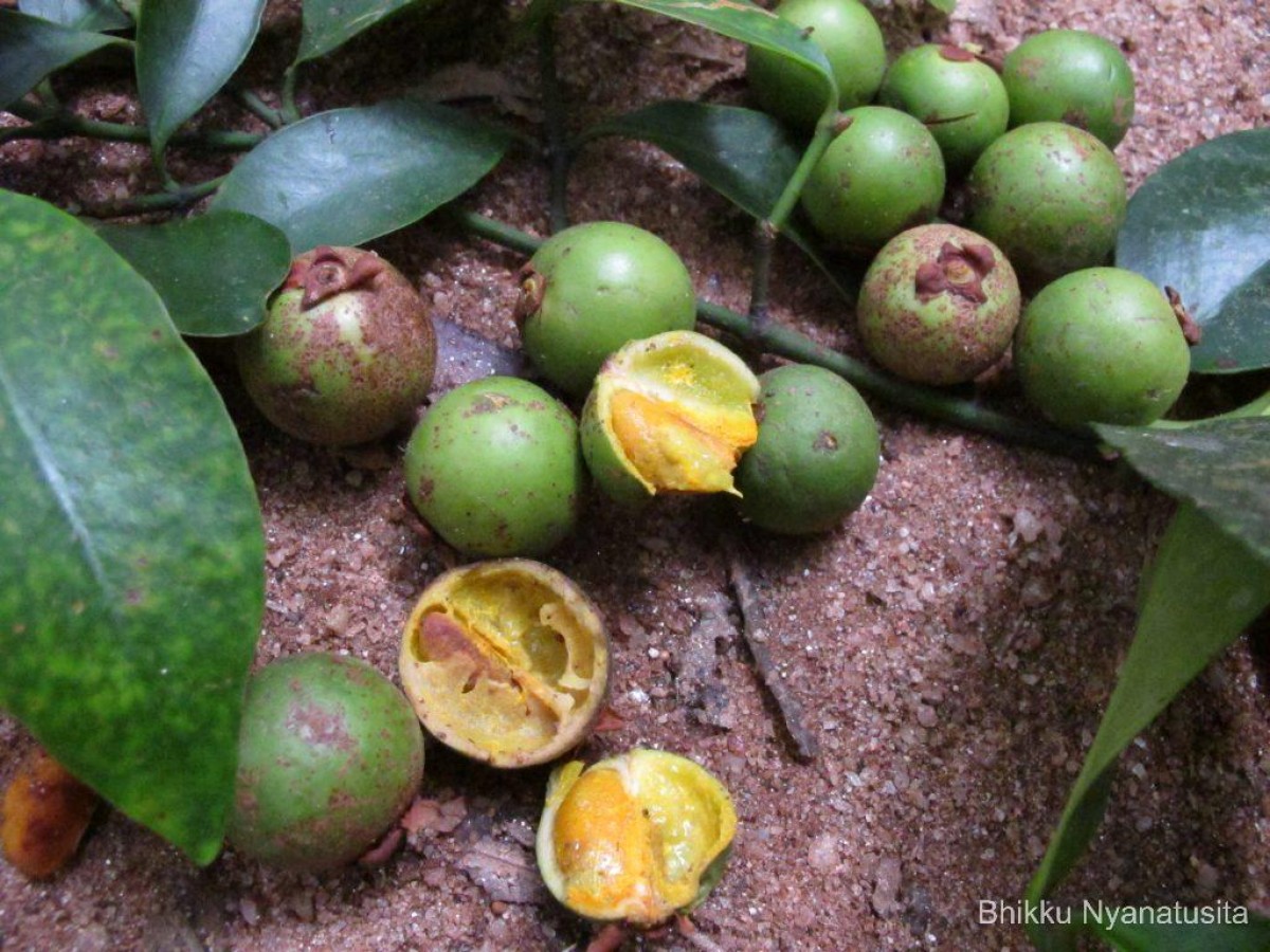 Garcinia cambogioides (Murray) Headland